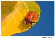 07. Harlequin Bug